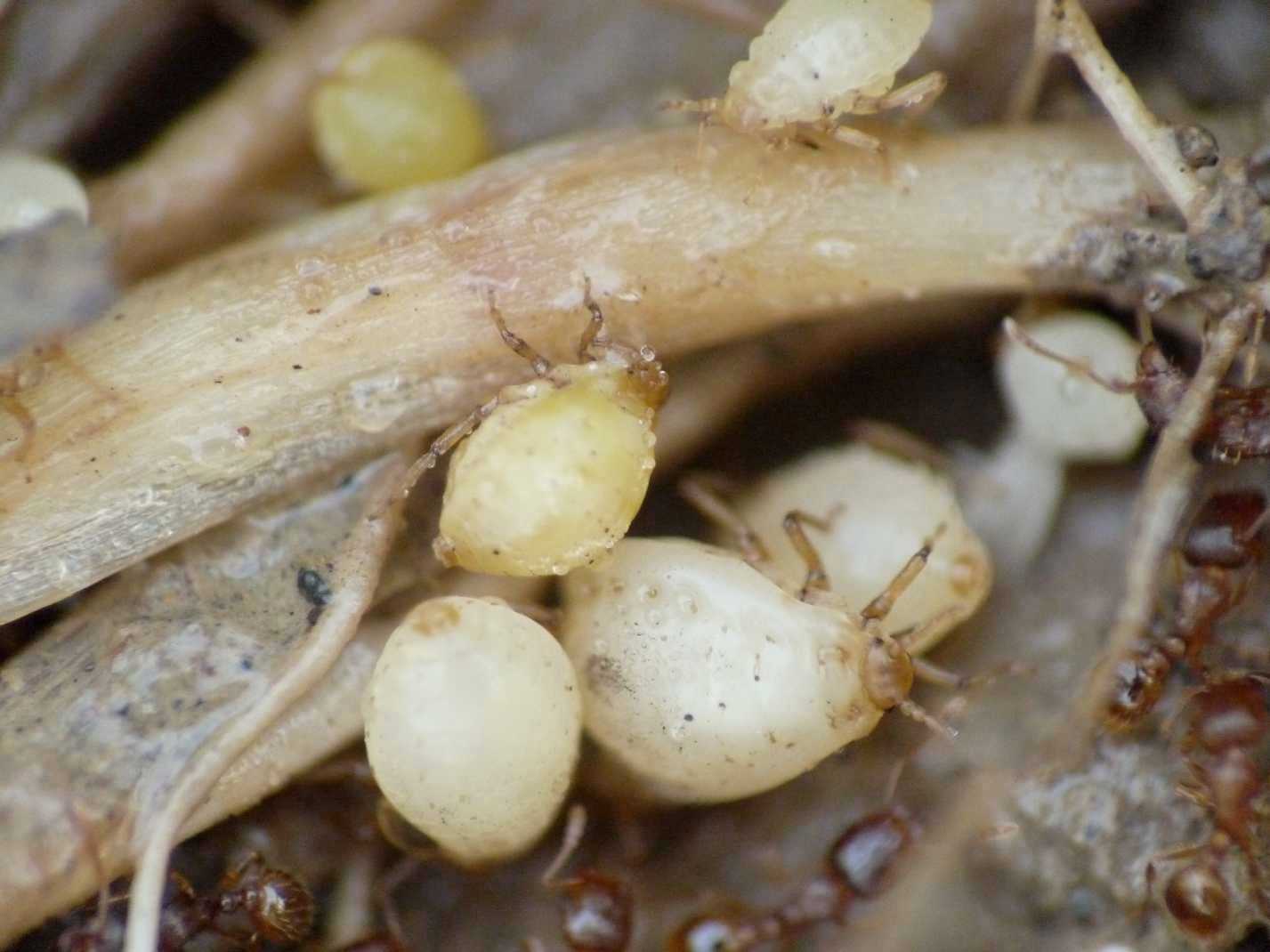 Aphididae ospiti delle formiche Tetramorium : Paracletus cimiciformis